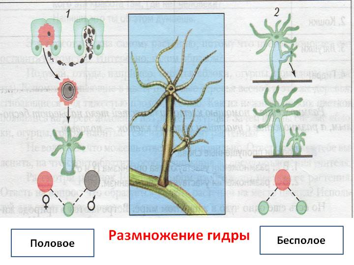 Кракен онион тор